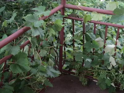 a red gate in a garden with green plants at Apartments Škaljari in Kotor