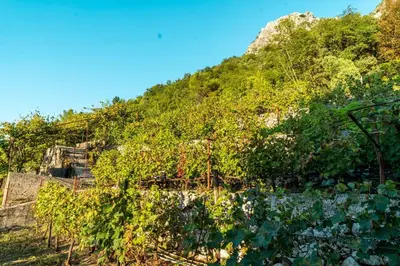 a vineyard with lots of ivy on a hill at Pavle's Oasis in Virpazar
