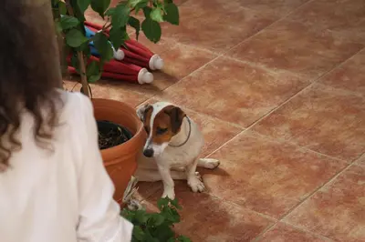 a dog sitting on the floor next to a potted plant at Apartments Grloman in Sveti Stefan
