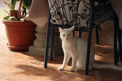 a white cat is sitting under a chair at Apartments Grloman in Sveti Stefan