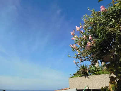 a plant with pink flowers on a wall at Apartments Grloman in Sveti Stefan