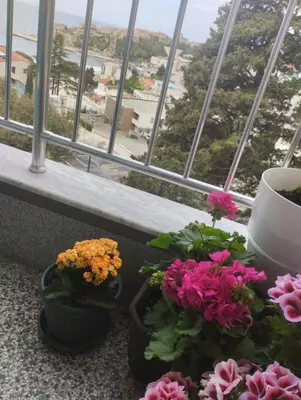 two potted flowers sitting on a table in front of a window at Family House Milic in Ulcinj in Ulcinj