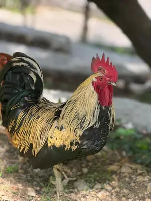 a rooster is standing on the ground at Midpoint in Kotor