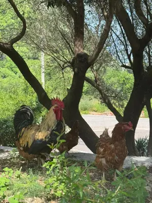 a group of chickens standing next to a tree at Midpoint in Kotor