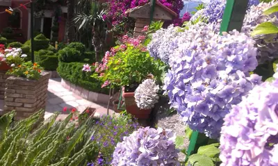 a bunch of purple and white flowers in a garden at Apartment City Garden in Kotor