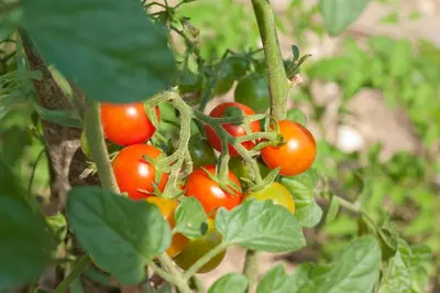 a bunch of tomatoes growing on a plant at Holiday Home Neda in Sveti Stefan