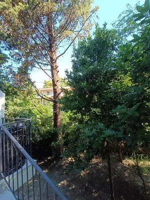 a tree next to a fence next to a tree at Digital Nomads Camp in Bar, Susanj