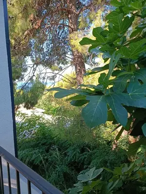 a view from a porch with trees and grass at Digital Nomads Camp in Bar, Susanj