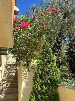 a bush of pink flowers on a wall next to a staircase at Apartments Ivan in Petrovac na Moru