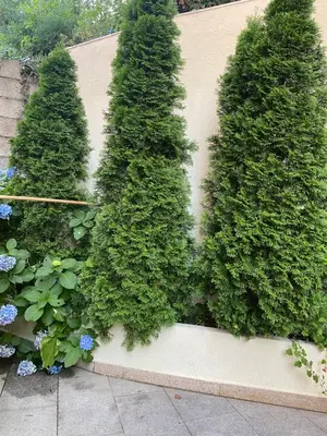 a wall with three trees and some plants and flowers at Apartments Ivan in Petrovac na Moru