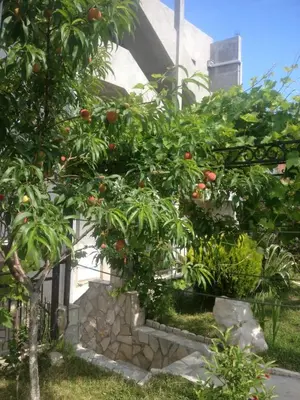 a group of fruit trees in front of a building at Apartments Svetlana in Utjeha