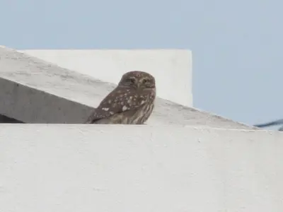 a brown owl sitting on top of a white wall at Apartments Svetlana in Utjeha