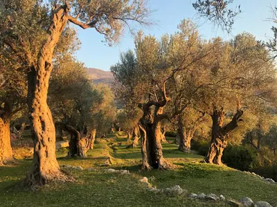 a row of olive trees in a field at Ethno House Ivanovic in Virpazar