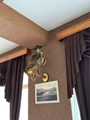 a bird perched on the wall of a room at Hotel Monte Rosa in Cetinje