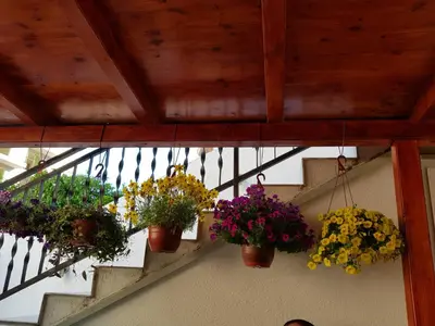 a bunch of potted plants on a stair case at Sobe Nedović in Budva