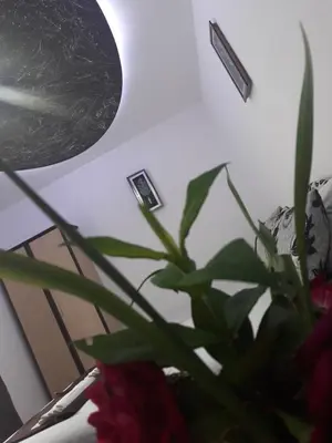 a plant in a vase next to a lamp at Apartments Aza in Dobra Voda