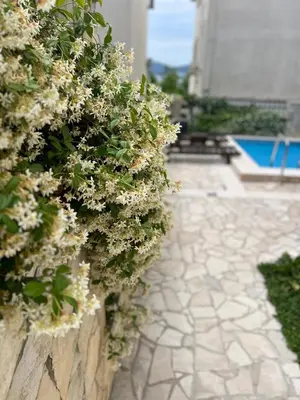 a stone wall with white flowers on it at Apartments Mrdak in Bar