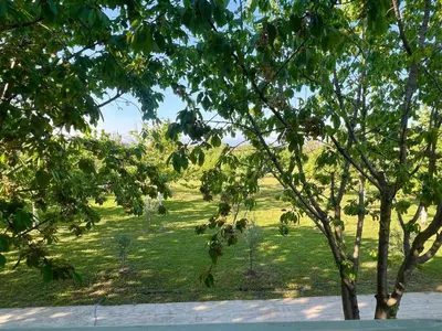 a view of a field through the leaves of a tree at Tiny house 1 - Imanje Terzic in Podgorica