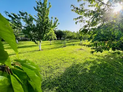 a field of green grass with trees and the sun at Tiny house 2 - Imanje Terzic in Podgorica