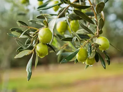 a bunch of green apples hanging from a tree at PRINCESS - Valdanos in Ulcinj
