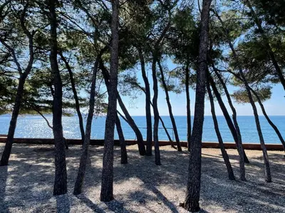 a group of trees in the sand near the ocean at MiU Bar Apartment in Donji Susanj