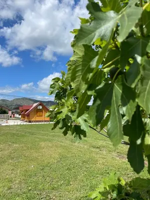 a view through the leaves of a tree at Cozy bungallows in Podgorica
