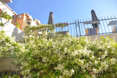 a bush with white flowers in front of a building at The Sun & Sea Apartment in Becici