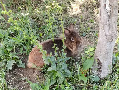 a brown rabbit sitting in the grass next to a tree at Green Valley GV in Kotor