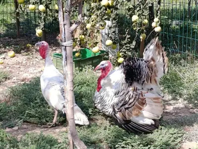 a couple of turkey standing next to an apple tree at Green Valley GV in Kotor