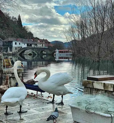a group of swans standing next to a body of water at Rijeka crnojevica in Cetinje