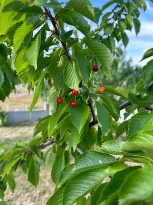 a branch of a tree with red berries on it at Holiday House Korita in Podgorica