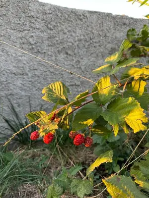 a bunch of red berries on a plant at Holiday House Korita in Podgorica