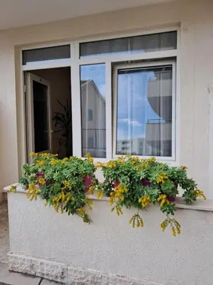 a window box with flowers on a window sill at Holiday Home Apartment in Budva
