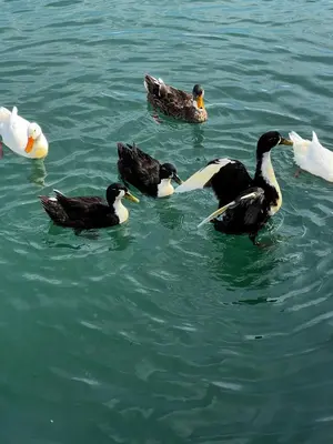 a group of ducks swimming in the water at Bel Assis in Ulcinj