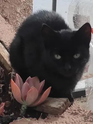 a black cat sitting next to a pink flower at Apartman u sumi nedaleko od mora in Bigovo