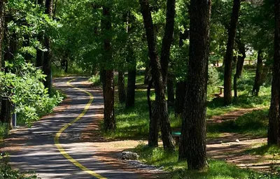 a winding road through a forest with trees at Gallery apartment in Podgorica
