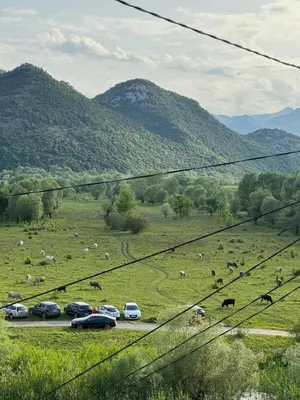 a group of cars parked in a field with animals at NikolaS Family cottage in Cetinje