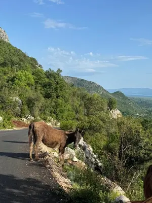 a donkey standing on the side of a road at NikolaS Family cottage in Cetinje
