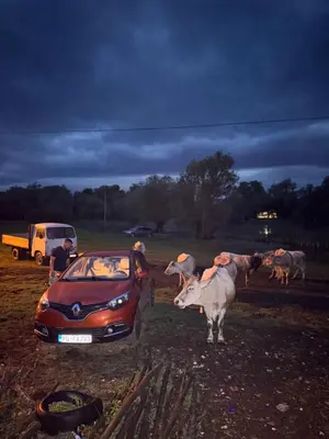a car parked in a field with a herd of horses at NikolaS Family cottage in Cetinje