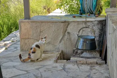 a cat sitting on a step next to a pot at Apartment Paradise in Kotor