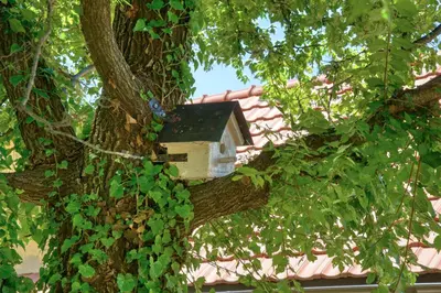 a bird house in a tree at Apartment Paradise in Kotor