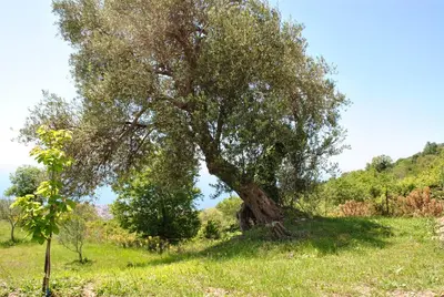 a tree in the middle of a field at Country home Dolac POOL&SAUNA in Bar