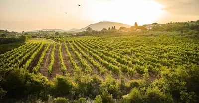 a vineyard with the sun in the background at Bungalovi Spahic in Ulcinj