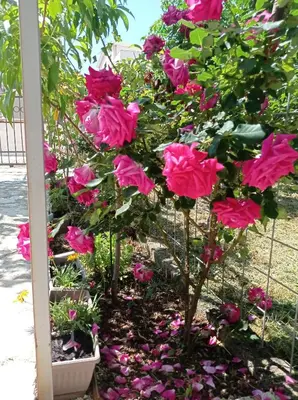a group of pink roses in a garden at Olga 112 in Bar