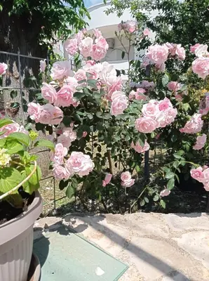 a bush of pink roses in front of a fence at Olga 112 in Bar