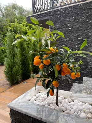 a small orange tree in a bowl of rocks at Viola Hotel Budva in Budva