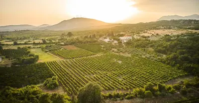 an aerial view of a vineyard with the sun setting at Bungalovi Spahic in Ulcinj