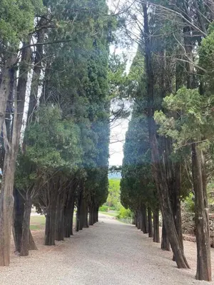 a row of trees on a dirt road at Sea view steps to Przno beach 2 Bedrooms Terrace Parking Villa Olive in Sveti Stefan