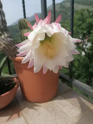a large white flower in a pot on a balcony at Apartmanes Volaric M in Sutomore