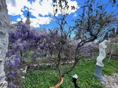 a statue in a garden with purple flowers at Sailors Home Stari Bar in Bar